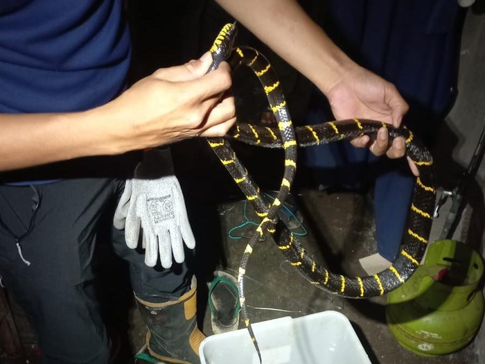 Penampakan ular cincin emas yang dievakuasi petugas dari rumah warga di Godean, Sleman. Foto diunggah Rabu (19/3/2025).