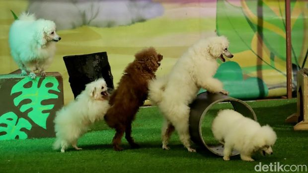 Penampilan anjing mini dalam animal show di Kebun Binatang Bandung.