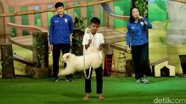 Penampilan anjing mini dalam animal show di Kebun Binatang Bandung.