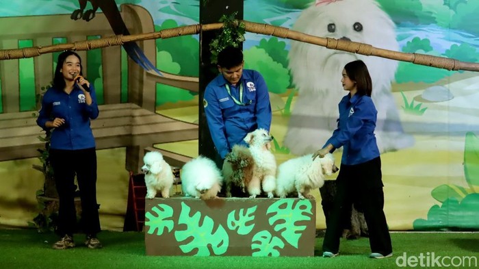 Penampilan anjing mini dalam animal show di Kebun Binatang Bandung.