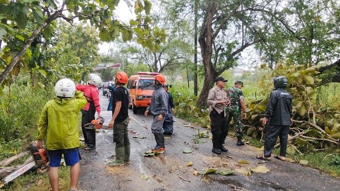 Petugas saat mengevakuasi pohon tumbang gegara hujan lebat disertai angin kencang di Gunungkidul, Rabu (19/3/2025).