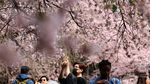 Potret Bunga Sakura Mekar Lebih Awal di Tokyo