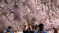Berbagai jenis bunga sakura mekar lebih awal di Taman Ueno, Tokyo, pada hari Kamis (13/3), menarik perhatian banyak pengunjung yang gembira.