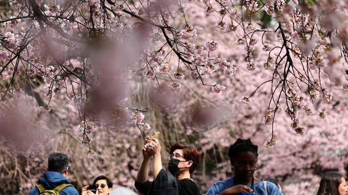 Potret Bunga Sakura Mekar Lebih Awal di Tokyo Visitors look at the early-flowering Ookanzakura cherry blossoms almost in full bloom at Ueno Park in Tokyo, Japan, March 13, 2025. REUTERS/Issei Kato