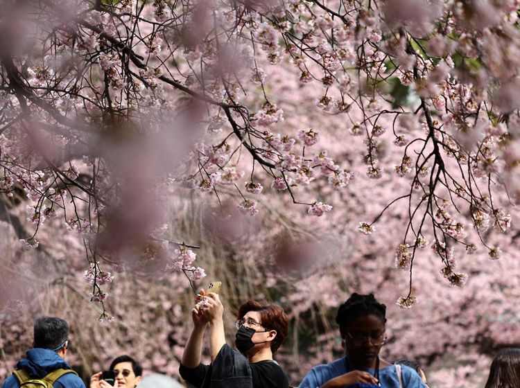 Potret Bunga Sakura Mekar Lebih Awal di Tokyo