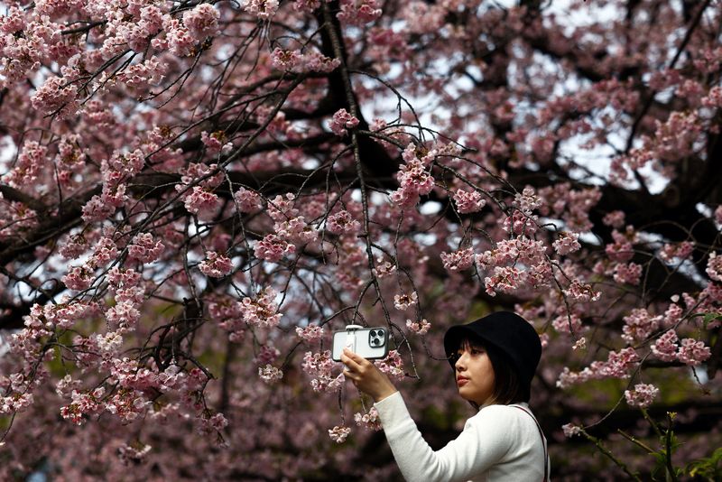 Visitors look at the early-flowering Ookanzakura cherry blossoms almost in full bloom at Ueno Park in Tokyo, Japan, March 13, 2025. REUTERS/Issei Kato