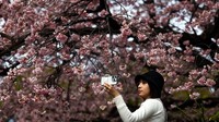 Banyak wisatawan yang mengabadikan momen dengan bunga sakura yang bermekaran.  