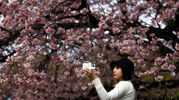Visitors look at the early-flowering Ookanzakura cherry blossoms almost in full bloom at Ueno Park in Tokyo, Japan, March 13, 2025. REUTERS/Issei Kato