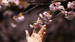 Potret Bunga Sakura Mekar Lebih Awal di Tokyo