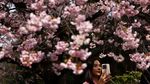 Potret Bunga Sakura Mekar Lebih Awal di Tokyo