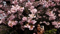 Menurut media lokal, musim bunga sakura akan dimulai Jumat depan (21/3) di Tokyo.