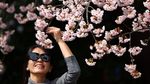 Potret Bunga Sakura Mekar Lebih Awal di Tokyo