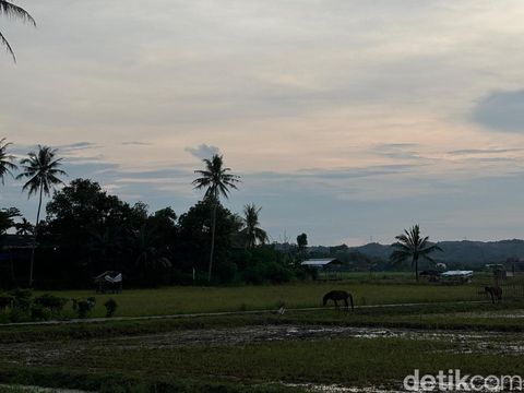 Wisata Sawah Betapus