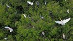 Burung Kuntul di Pesisir Barat Aceh Terancam Punah