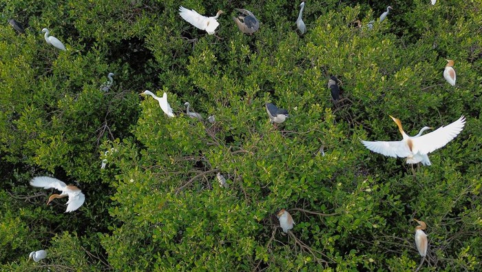 Sejumlah burung kuntul (Egretta garzetta) berada di atas pohon bakau kawasan pesisir Desa Lambada Lhok, Aceh Besar, Aceh, Rabu (19/3/2025). Populasi burung kuntul atau bangau di pesisir barat Aceh terancam punah akibat maraknya perburuan oleh masyarakat untuk diperdagangkan, di tengah membaiknya pertumbuhan hutan bakau atau mangrove pasca rusak akibat tsunami 2004 silam. ANTARA FOTO/Khalis Surry/Spt.