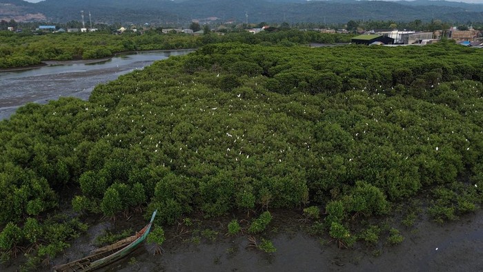 Sejumlah burung kuntul (Egretta garzetta) berada di atas pohon bakau kawasan pesisir Desa Lambada Lhok, Aceh Besar, Aceh, Rabu (19/3/2025). Populasi burung kuntul atau bangau di pesisir barat Aceh terancam punah akibat maraknya perburuan oleh masyarakat untuk diperdagangkan, di tengah membaiknya pertumbuhan hutan bakau atau mangrove pasca rusak akibat tsunami 2004 silam. ANTARA FOTO/Khalis Surry/Spt.