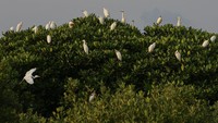 Foto udara sejumlah burung kuntul (Egretta garzetta) berada di atas pohon bakau kawasan pesisir Desa Lambada Lhok, Aceh Besar, Aceh, Rabu (19/3/2025).