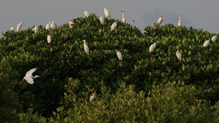 Burung Kuntul di Pesisir Barat Aceh Terancam Punah Sejumlah burung kuntul (Egretta garzetta) berada di atas pohon bakau kawasan pesisir Desa Lambada Lhok, Aceh Besar, Aceh, Rabu (19/3/2025). Populasi burung kuntul atau bangau di pesisir barat Aceh terancam punah akibat maraknya perburuan oleh masyarakat untuk diperdagangkan, di tengah membaiknya pertumbuhan hutan bakau atau mangrove pasca rusak akibat tsunami 2004 silam. ANTARA FOTO/Khalis Surry/Spt.