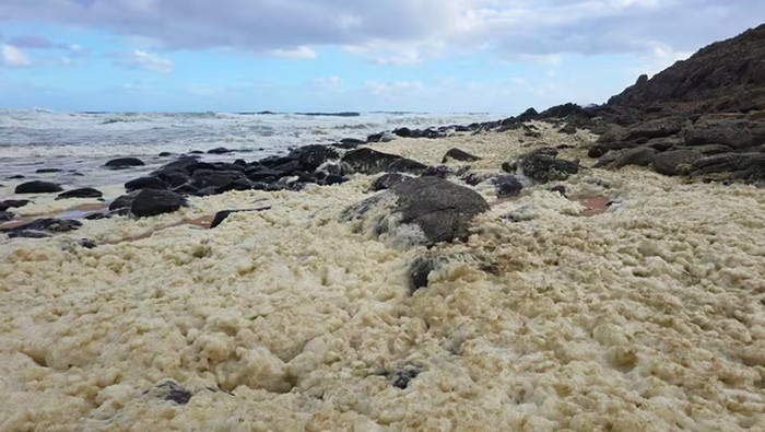 Busa misterius di pantai Australia