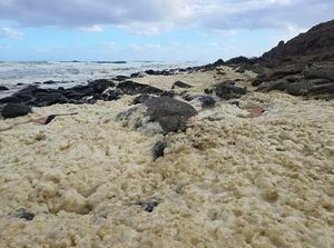 Busa Laut Misterius di Australia, Ikan Mati dan Peselancar Keracunan