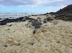 Busa Laut Misterius di Australia, Ikan Mati dan Peselancar Keracunan