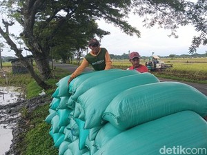 Petani Magetan Keluhkan Harga Gabah di Bawah HPP, Hanya Dibeli Rp 6.200