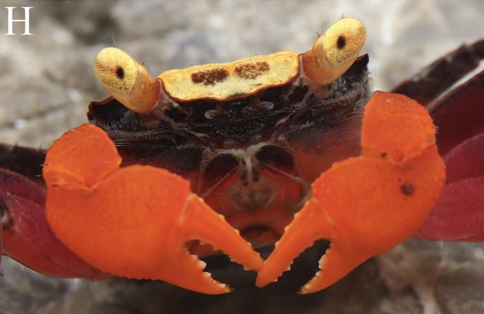 Geosesarma nigripes, salah satu spesies kepiting vampir yang ditemukan di Indonesia