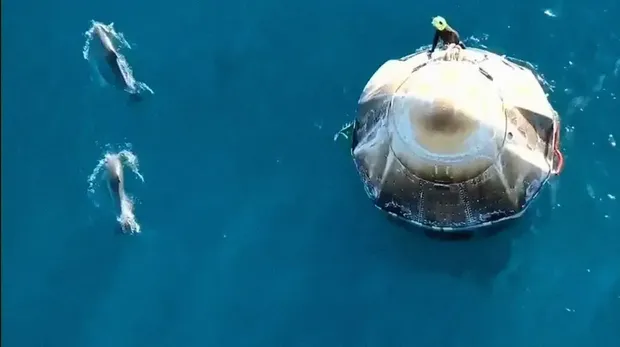 Lumba-lumba muncul saat Astronot terjun ke laut. (Dok. SpaceX/NASA)