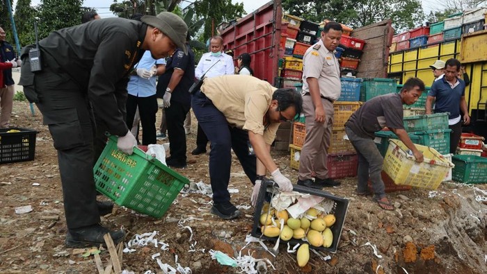 Petugas saat memusnakan mangga ilegal asal Thailand di Medan. (Dok. Karantina Sumut)