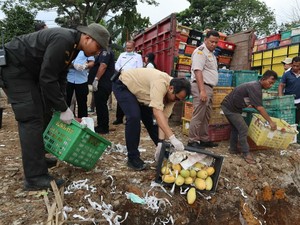 Karantina Sumut Musnahkan 12 Ton Mangga Ilegal Asal Thailand Senilai Rp 360 Juta