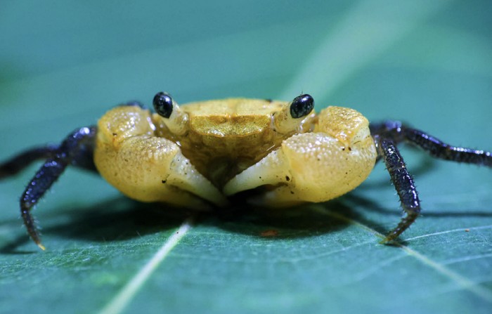 Spesies baru kepiting vampir dengan nama ilmiah Geosesarma bunian yang ditemukan di Malaysia