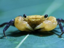Spesies Baru Kepiting Vampir Ditemukan di Malaysia, Seseram Apa?