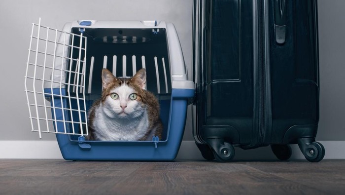 Bepergian dengan kucing