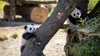 Dua panda raksasa pertama dari Tiongkok tiba di Berlin pada musim panas 2017 dari Pangkalan Penelitian Chengdu. Berlin membayar Tiongkok 1 juta dolar AS, dengan nilai tukar saat ini sekitar 945.000 euro per tahun untuk dua panda, bagian dari kontrak 15 tahun, menurut kebun binatang tersebut.