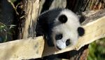 Gemasnya Panda Kembar Raksasa Tampil Perdana di Kebun Binatang Berlin