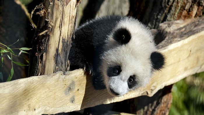 Gemasnya Bayi Panda Kembar Raksasa Tampil Perdana di Kebun Binatang Berlin Anak panda kembar Lenin dan Lotti yang lahir pada musim panas tahun lalu di Berlin, kini tampil perdana. Ini potretnya.