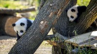 Anak panda kembar yang lahir di kebun binatang Berlin musim panas pada tahun lalu diberi nama dalam sebuah upacara pada hari Jumat (6/12) yang dihadiri duta besar Tiongkok yang merupakan negara pemilik resmi hewan tersebut.  
