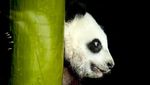 Gemasnya Panda Kembar Raksasa Tampil Perdana di Kebun Binatang Berlin