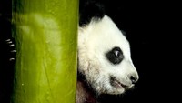 Anak panda kembar yang lahir di kebun binatang Berlin musim panas lalu diberi nama dalam sebuah upacara pada hari Jumat (6/12) yang dihadiri duta besar Tiongkok yang merupakan negara pemilik resmi hewan tersebut.