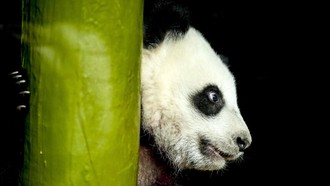 Jepang Kembalikan 2 Ekor Panda ke China