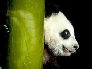 Jepang Steril Panda, Pawang pun Cosplay dan Masuk Kandang