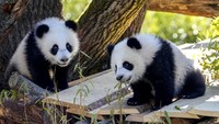 Bayi panda raksasa kembar Leni atau Lotti bermain di kandang untuk penampilan pertama mereka di Kebun Binatang Berlin, Jerman, Kamis (20/3/2025).