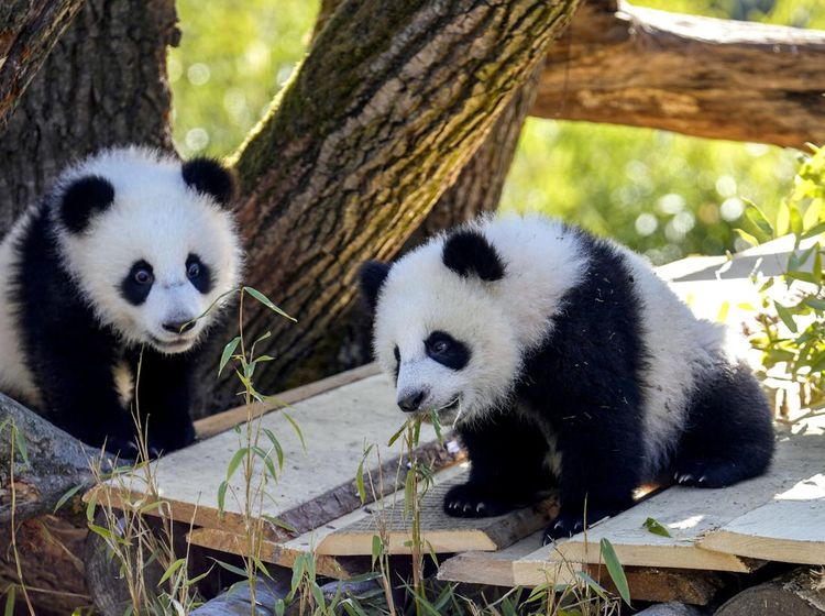Gemasnya Panda Kembar Raksasa Tampil Perdana di Kebun Binatang Berlin
