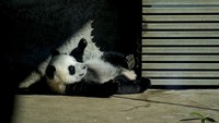 “Meng Hao” dan “Meng Tian” yang berusia 106 hari, yang namanya berarti Mimpi Baik dan Mimpi Indah, menyaksikan aksi tersebut dari dalam kotak kaca yang menyerupai tempat bermain untuk bayi manusia. Bagi warga Berlin yang tidak familiar dengan nama Tiongkok, kedua panda tersebut juga dikenal dengan nama Jerman Leni dan Lotti yang merujuk pada aktris legendaris kelahiran Berlin Marlene Dietrich dan distrik Charlottenburg di Berlin.  
