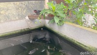 Oh ya, ikan gurame di sini juga masih segar. Kondisinya masih hidup di dalam kolam, pelanggan bisa memilih sendiri ukuran yang diinginkan. Foto: detikFood/Yenny Mustika Sari