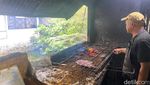 50 Ekor Gurame Bakar Ludes Sehari di Warung Hidden Gem Ini