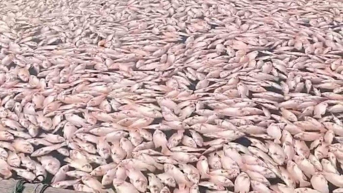 Ikan nila mati massal di KJA Waduk Cengklik, Boyolali karena fenomewa upwelling. Foto diunggah Jumat (21/3/2025).