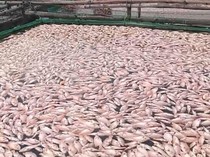 Ikan di Waduk Cengklik Boyolali Mati Massal, Petani Karamba Rugi Ratusan Juta
