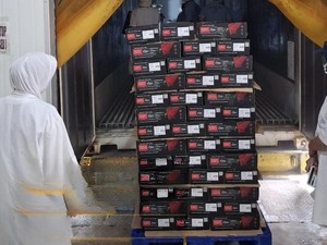 Sumbar Ekspor 19.976 Kilogram Tuna ke Amerika Lewat Teluk Bayur