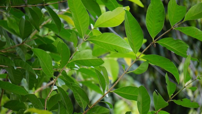 Green Bay leaf leaves hanging on the tree. Bay leaf is one of herbs and use for cooking. Indonesian call it daun salam